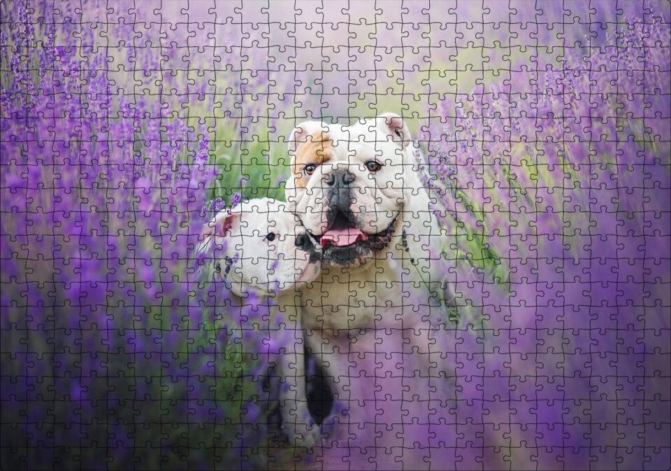 Lavantalar Arasında Bulldoglar Puzzle Yapboz MDF Ahşap 500 Parça 49 cm X 68 cm