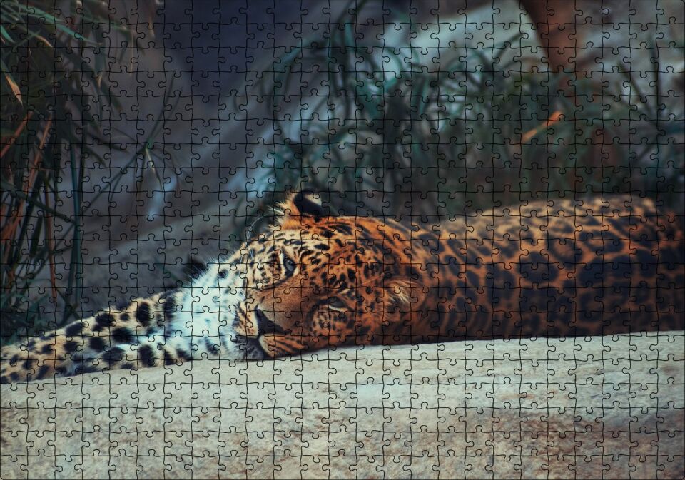 Kayanın Üzerinde Dinlenen Uykulu Jaguar Puzzle Yapboz MDF Ahşap 500 Parça 49 cm X 68 cm