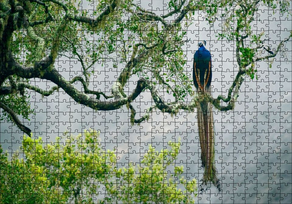 Ağaç Dalındaki Hint Tavuskuşu Puzzle Yapboz MDF Ahşap 500 Parça 49 cm X 68 cm
