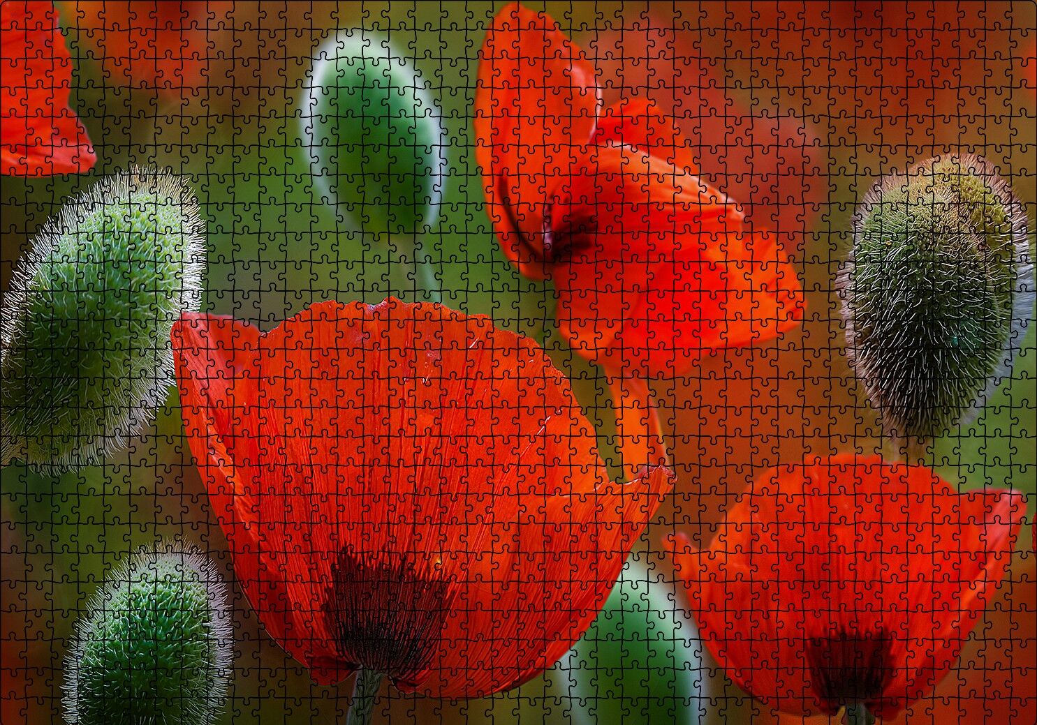 Kırmızı Gelincikler Yakın Çekim Puzzle Yapboz MDF Ahşap 1000 Parça 49 cm X 68 cm