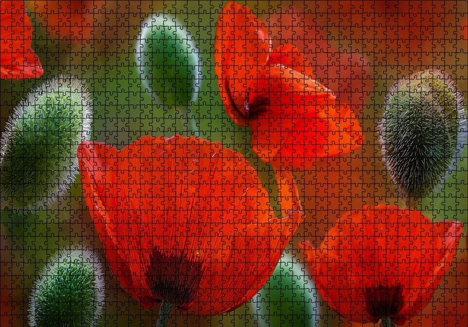 Kırmızı Gelincikler Yakın Çekim Puzzle Yapboz MDF Ahşap 1000 Parça 49 cm X 68 cm