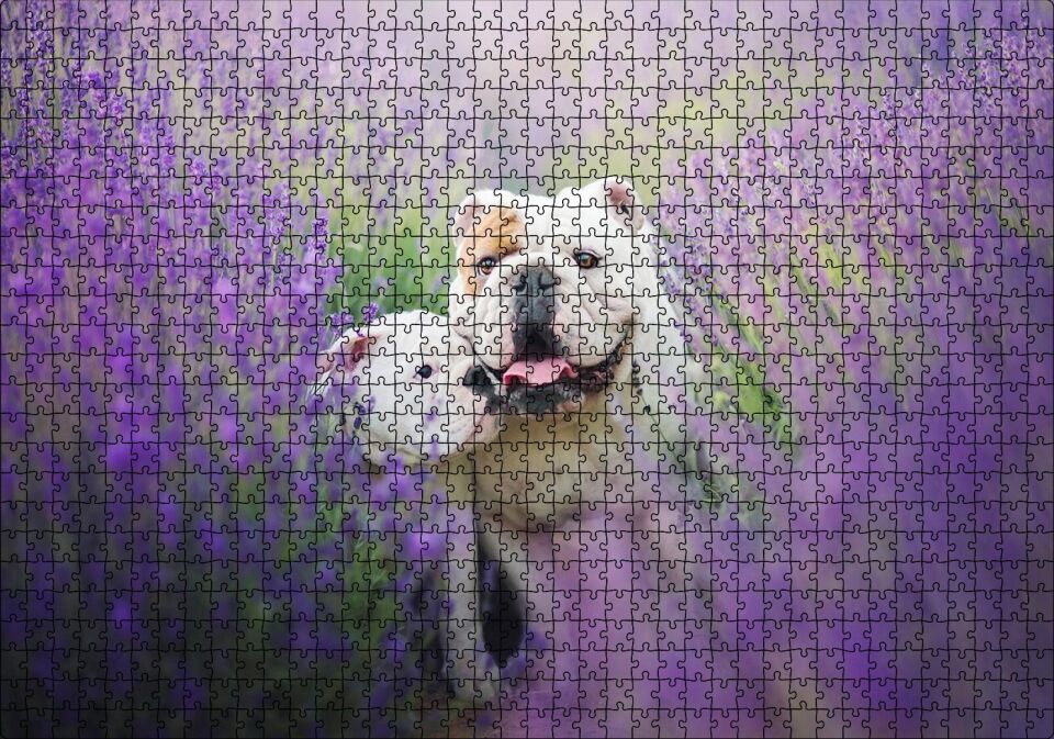 Lavantalar Arasında Bulldoglar Puzzle Yapboz MDF Ahşap 1000 Parça 49 cm X 68 cm