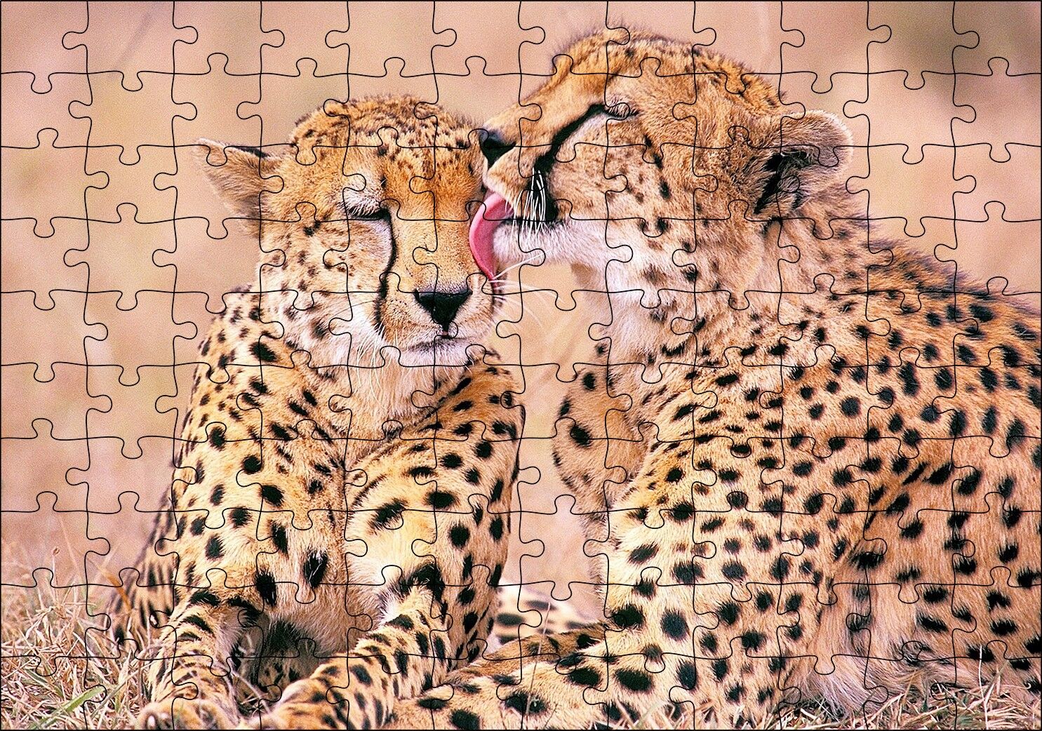 Çita Ailesi Temizleniyor Puzzle Yapboz MDF Ahşap