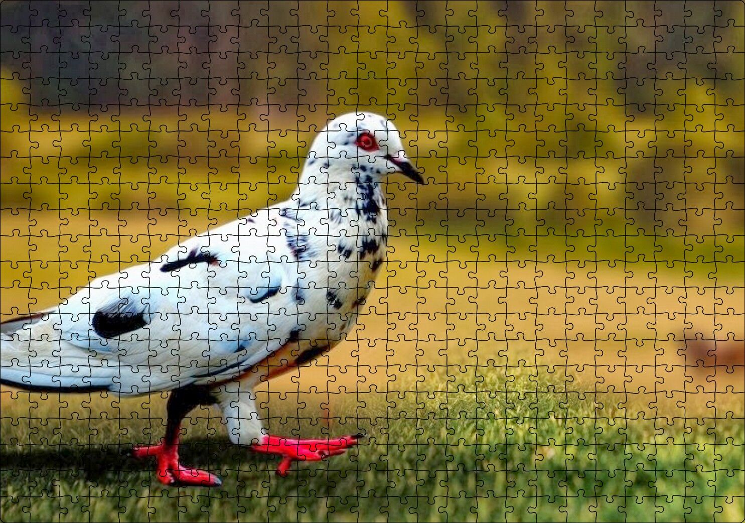 Kırmızı Ayaklı Damalı Beyaz Güvercin Puzzle Yapboz MDF Ahşap 500 Parça 49 cm X 68 cm