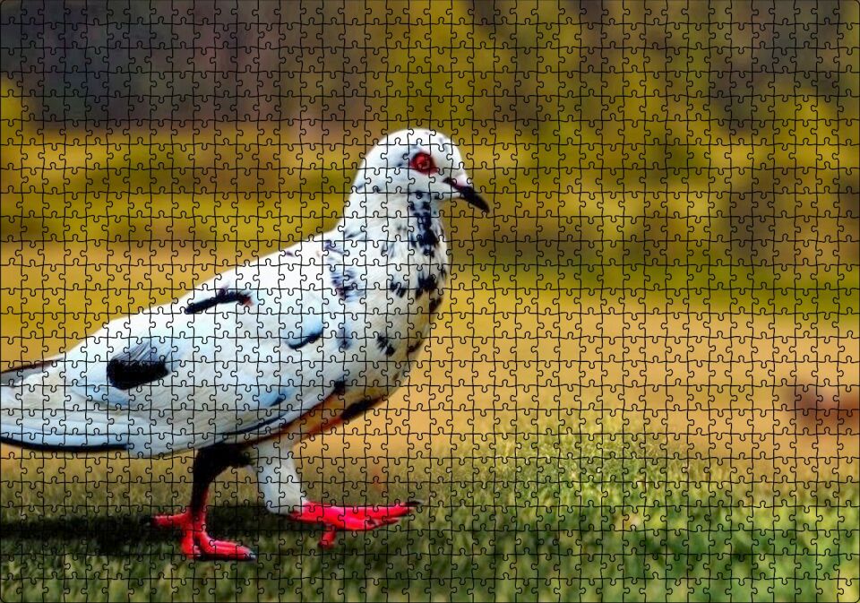 Kırmızı Ayaklı Damalı Beyaz Güvercin Puzzle Yapboz MDF Ahşap 1000 Parça 49 cm X 68 cm