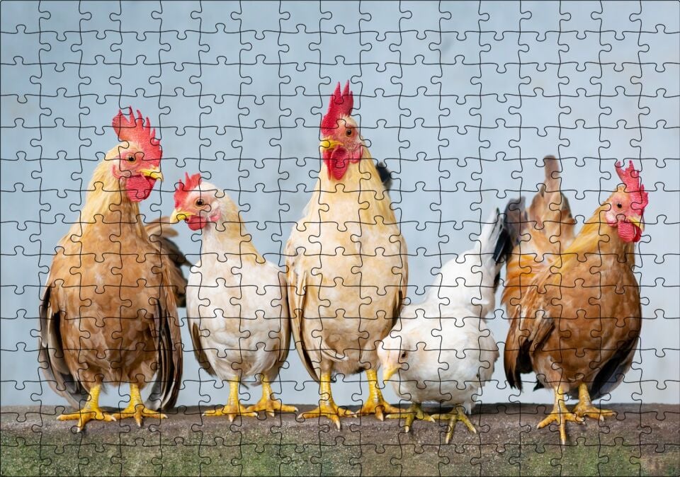 Duvarın Üstünde Kahverengi Beyaz Tavuklar Puzzle Yapboz MDF Ahşap 255 Parça 34 cm X 49 cm