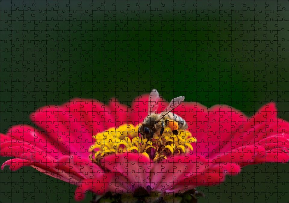 Kırmızı Çiçekten Polen Toplayan Balarısı Puzzle Yapboz MDF Ahşap 500 Parça 49 cm X 68 cm