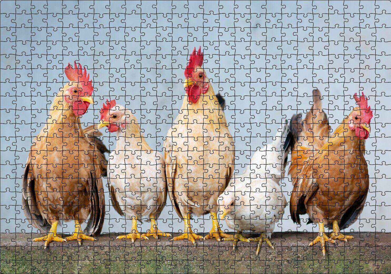 Duvarın Üstünde Kahverengi Beyaz Tavuklar Puzzle Yapboz MDF Ahşap 500 Parça 49 cm X 68 cm