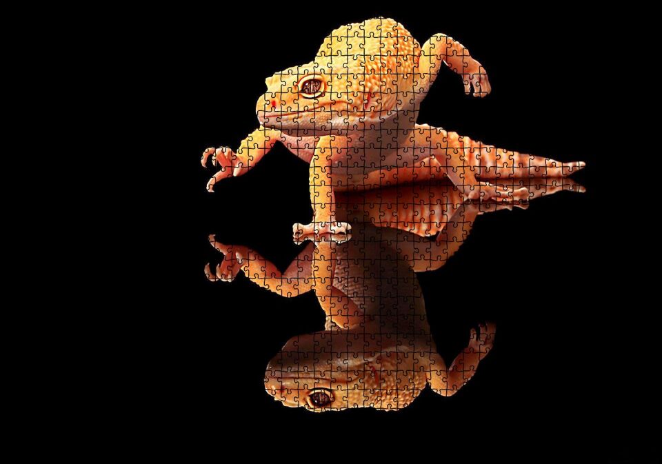 Geko Kertenkelesi Cam Zeminde Karanlık Arka Plan Puzzle Yapboz MDF Ahşap 1000 Parça 49 cm X 68 cm