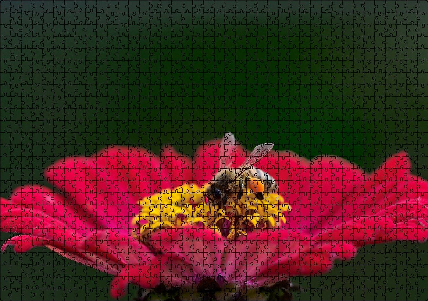 Kırmızı Çiçekten Polen Toplayan Balarısı Puzzle Yapboz MDF Ahşap 1000 Parça 49 cm X 68 cm