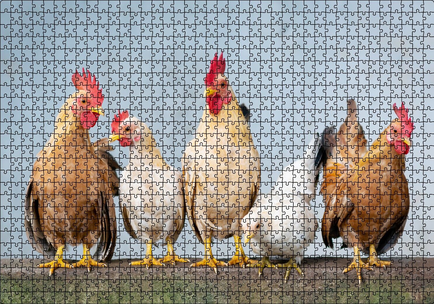 Duvarın Üstünde Kahverengi Beyaz Tavuklar Puzzle Yapboz MDF Ahşap 1000 Parça 49 cm X 68 cm