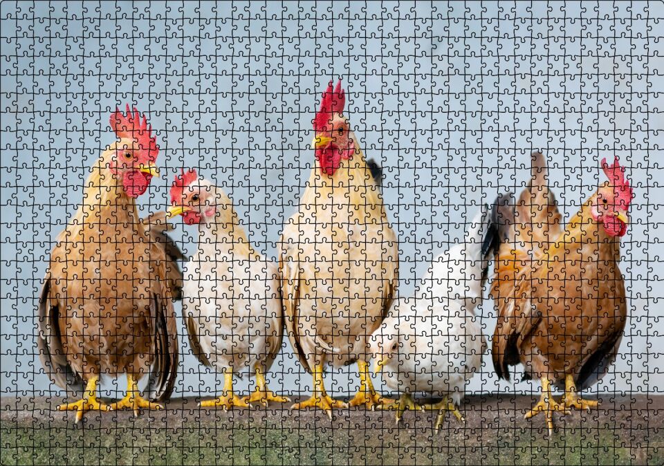 Duvarın Üstünde Kahverengi Beyaz Tavuklar Puzzle Yapboz MDF Ahşap 1000 Parça 49 cm X 68 cm