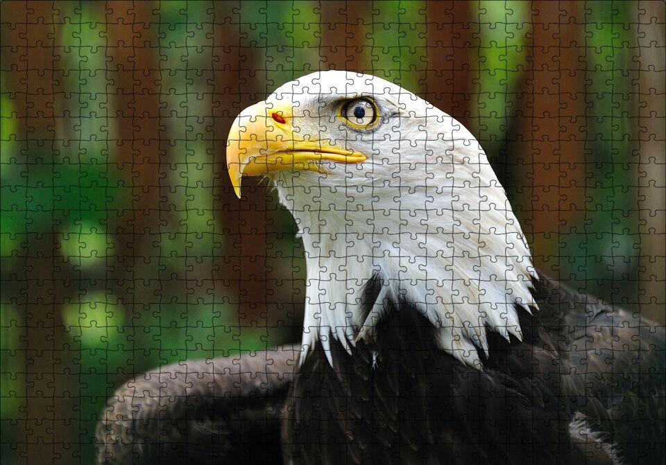 Akbaşlı Kartal Yakın Plan Puzzle Yapboz MDF Ahşap 500 Parça 49 cm X 68 cm