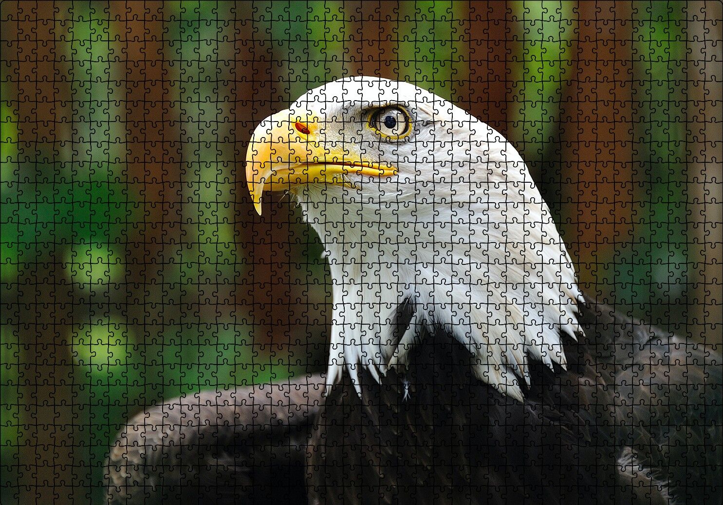 Akbaşlı Kartal Yakın Plan Puzzle Yapboz MDF Ahşap 1000 Parça 49 cm X 68 cm