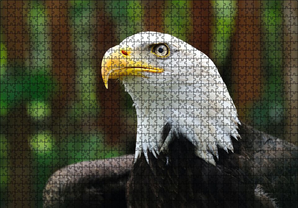 Akbaşlı Kartal Yakın Plan Puzzle Yapboz MDF Ahşap 1000 Parça 49 cm X 68 cm