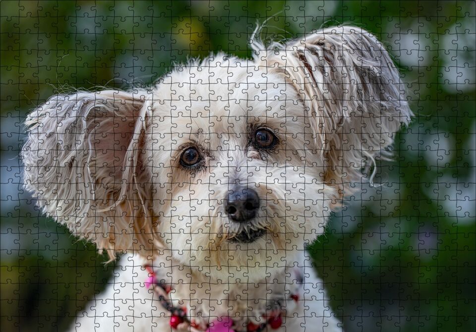 Sevimli Beyaz Terrier Puzzle Yapboz MDF Ahşap 500 Parça 49 cm X 68 cm