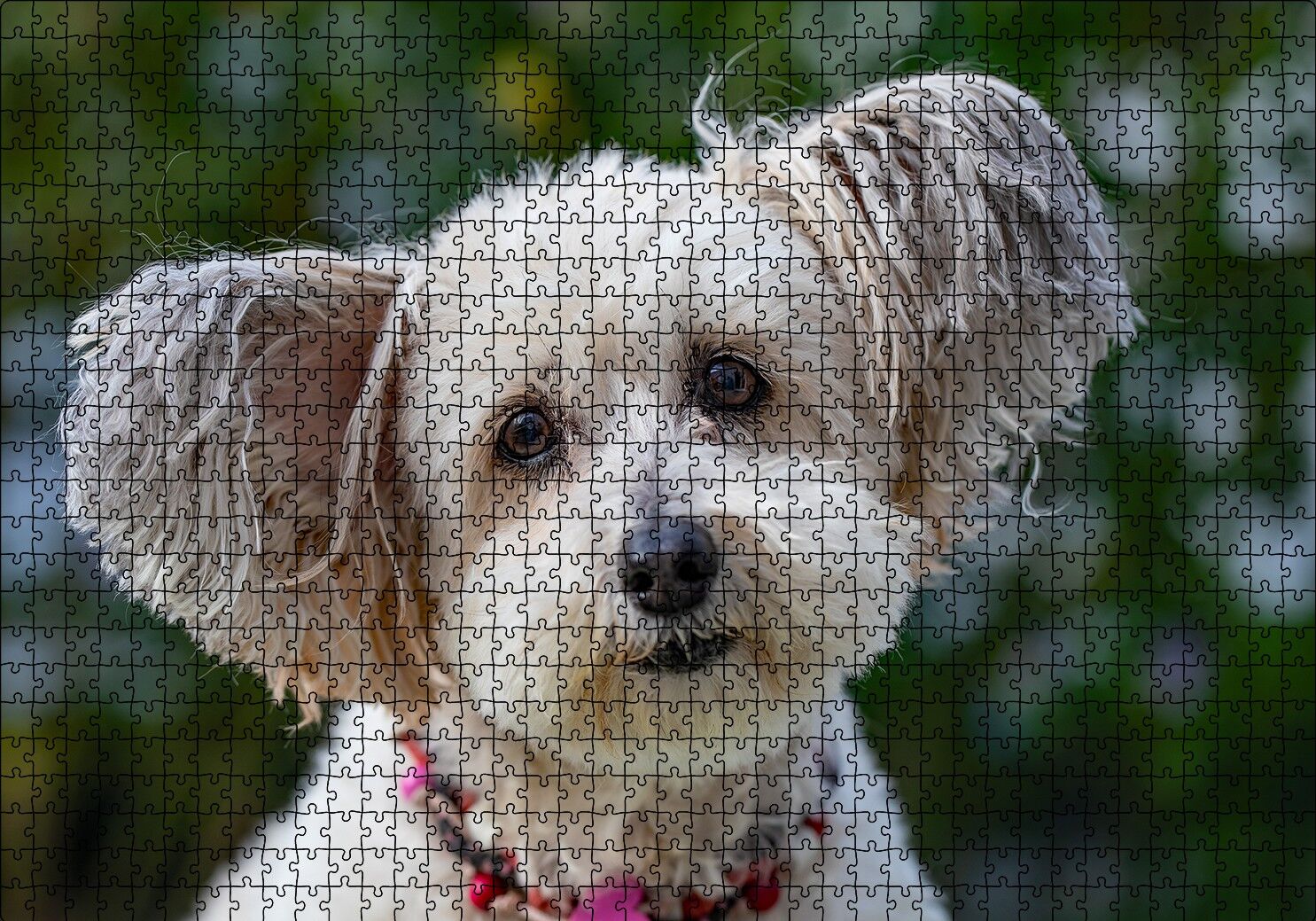 Sevimli Beyaz Terrier Puzzle Yapboz MDF Ahşap 1000 Parça 49 cm X 68 cm