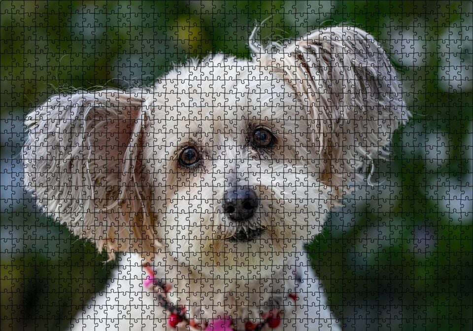 Sevimli Beyaz Terrier Puzzle Yapboz MDF Ahşap 1000 Parça 49 cm X 68 cm