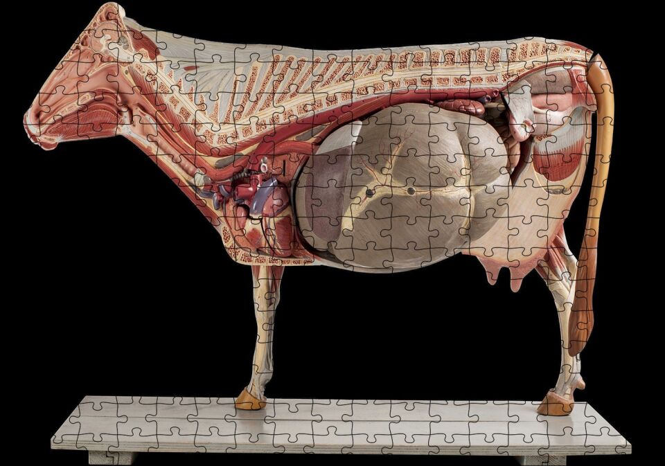 İneğin İç Organlarının Görseli Puzzle Yapboz MDF Ahşap 255 Parça 34 cm X 49 cm