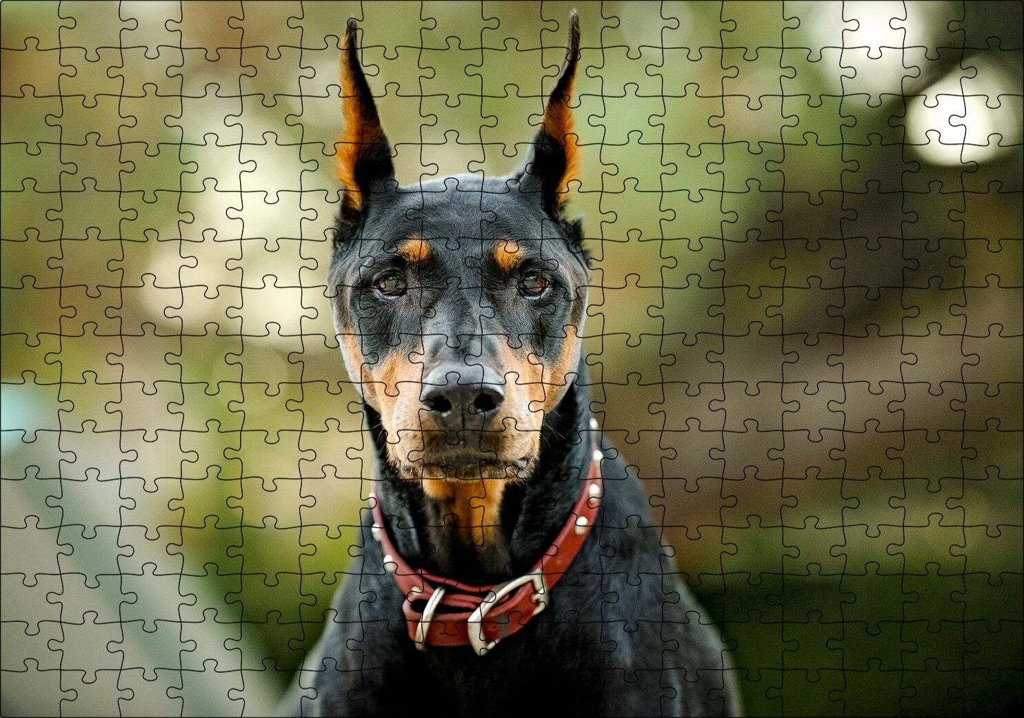 Kırmızı Tasmalı Doberman Flu Arkaplan Puzzle Yapboz MDF Ahşap 255 Parça 34 cm X 49 cm