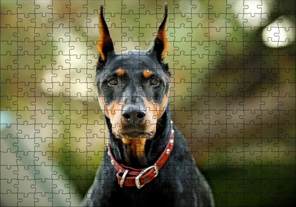 Kırmızı Tasmalı Doberman Flu Arkaplan Puzzle Yapboz MDF Ahşap 255 Parça 34 cm X 49 cm