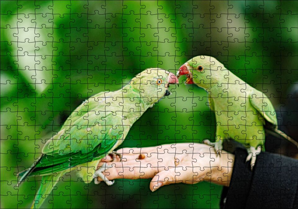 El Üzerinde Bir Çift Sevda Papağanı Puzzle Yapboz MDF Ahşap 255 Parça 34 cm X 49 cm