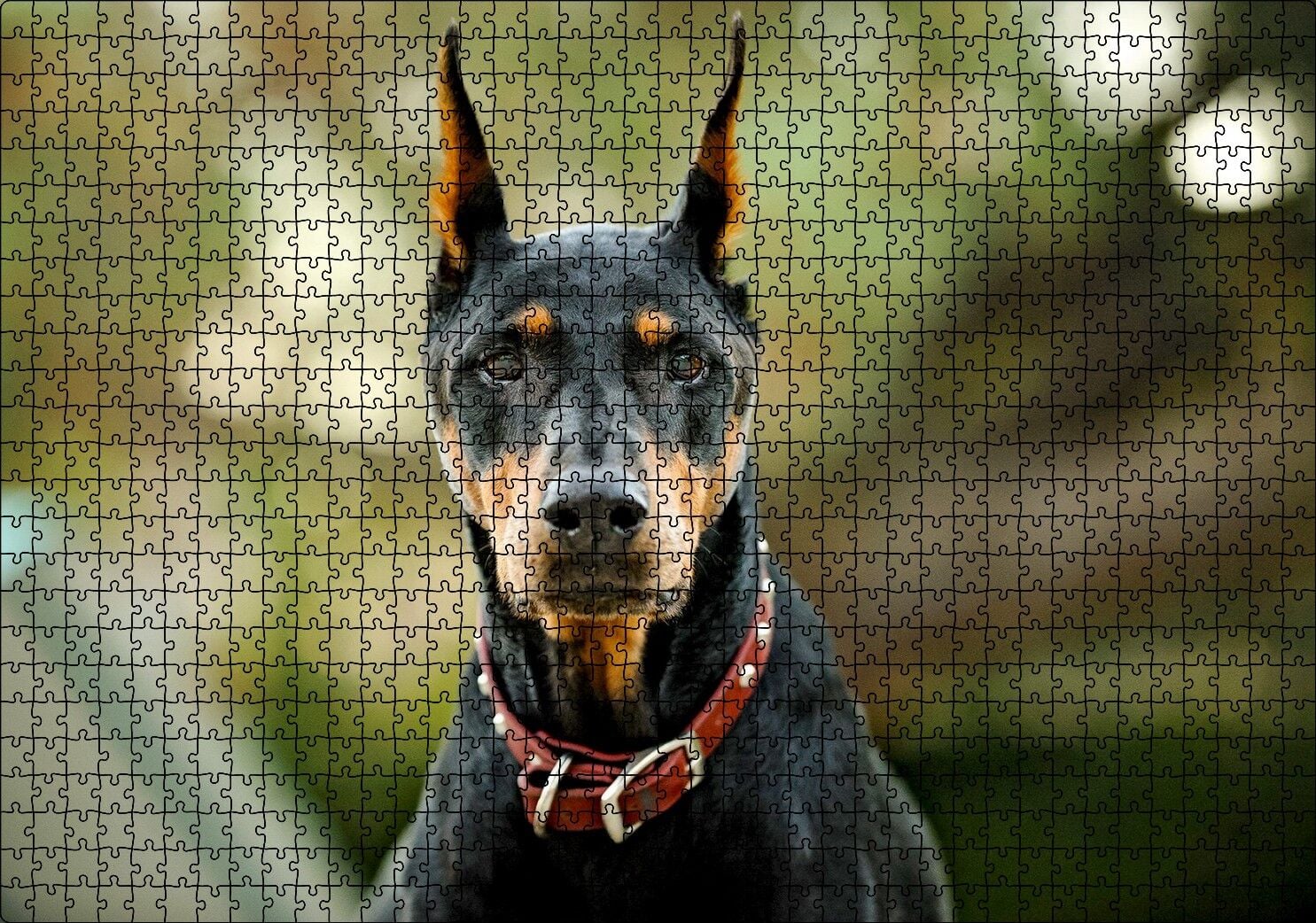 Kırmızı Tasmalı Doberman Flu Arkaplan Puzzle Yapboz MDF Ahşap 1000 Parça 49 cm X 68 cm