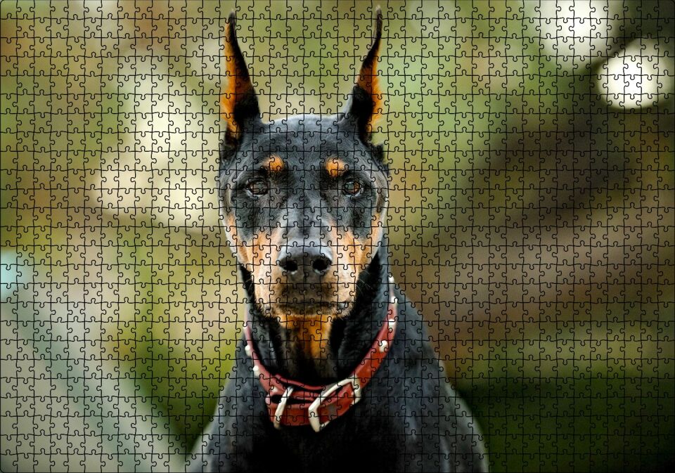 Kırmızı Tasmalı Doberman Flu Arkaplan Puzzle Yapboz MDF Ahşap 1000 Parça 49 cm X 68 cm