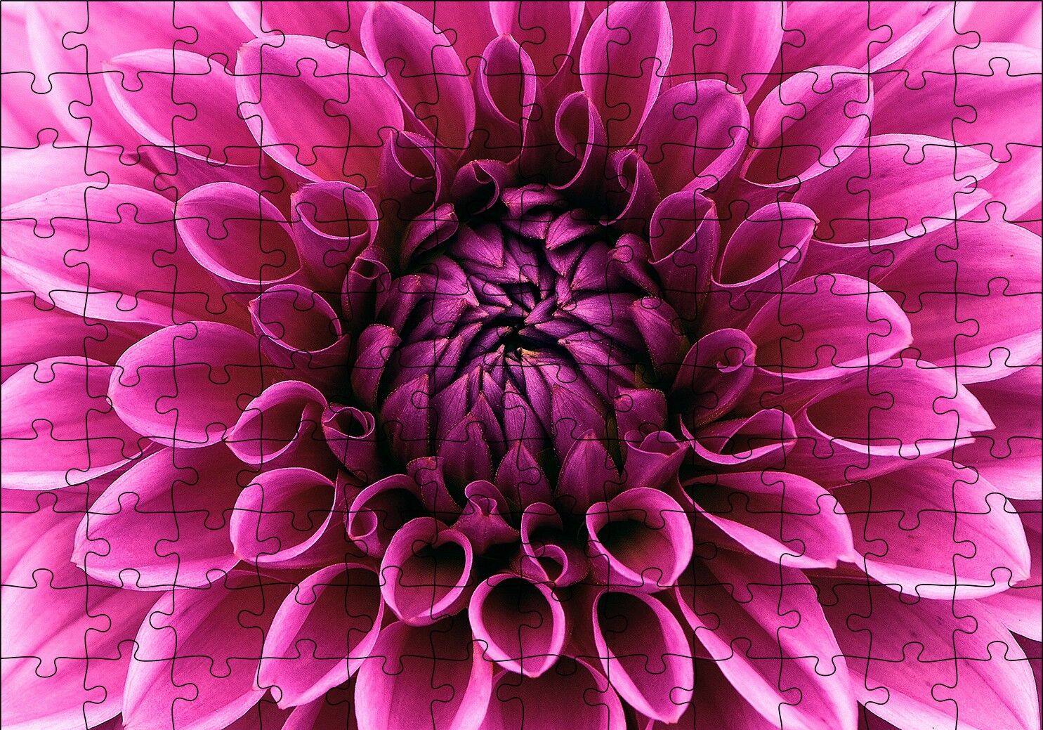 Pembe Dahlia Çiçeği Yakın Plan Puzzle Yapboz MDF Ahşap 120 Parça 24 cm X 34 cm