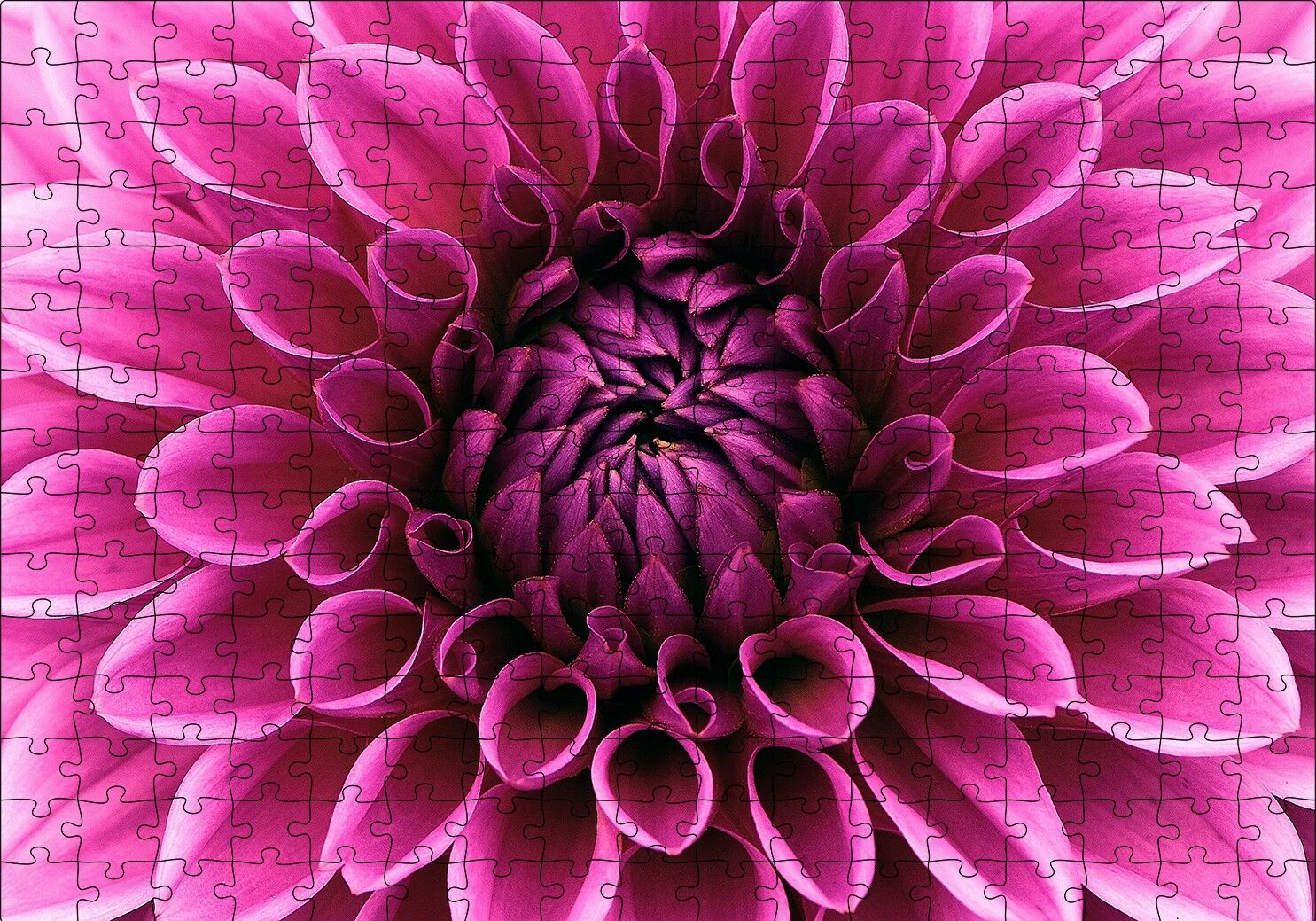 Pembe Dahlia Çiçeği Yakın Plan Puzzle Yapboz MDF Ahşap 255 Parça 34 cm X 49 cm