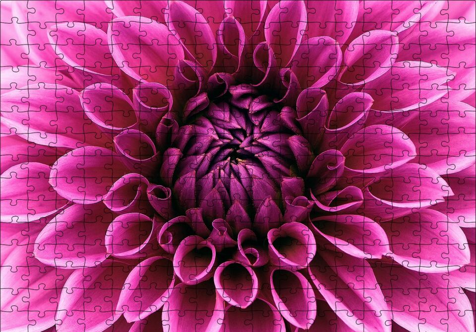 Pembe Dahlia Çiçeği Yakın Plan Puzzle Yapboz MDF Ahşap 255 Parça 34 cm X 49 cm
