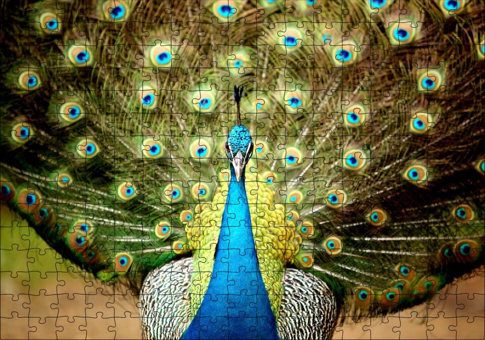 Tavus Kuşu Mavili Yeşilli Puzzle Yapboz MDF Ahşap 255 Parça 34 cm X 49 cm