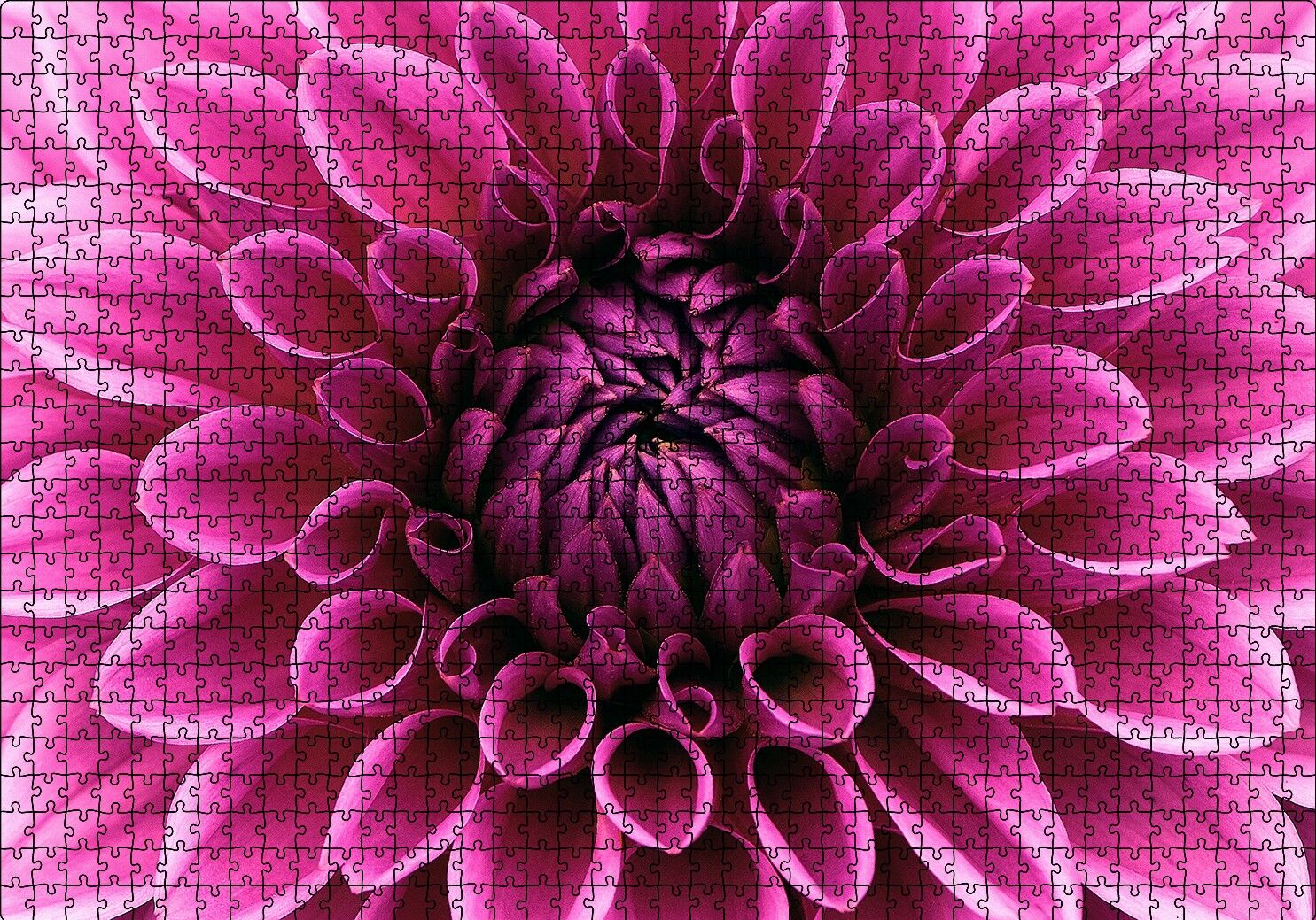 Pembe Dahlia Çiçeği Yakın Plan Puzzle Yapboz MDF Ahşap 1000 Parça 49 cm X 68 cm