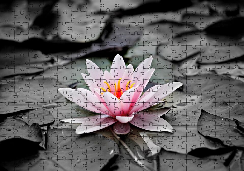 Siyah Beyaz Lotus Yaprakları ve Pembe Nilüfer Çiçeği Puzzle Yapboz MDF Ahşap 255 Parça 34 cm X 49 cm