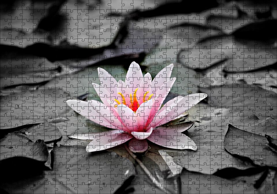 Siyah Beyaz Lotus Yaprakları ve Pembe Nilüfer Çiçeği Puzzle Yapboz MDF Ahşap 500 Parça 49 cm X 68 cm
