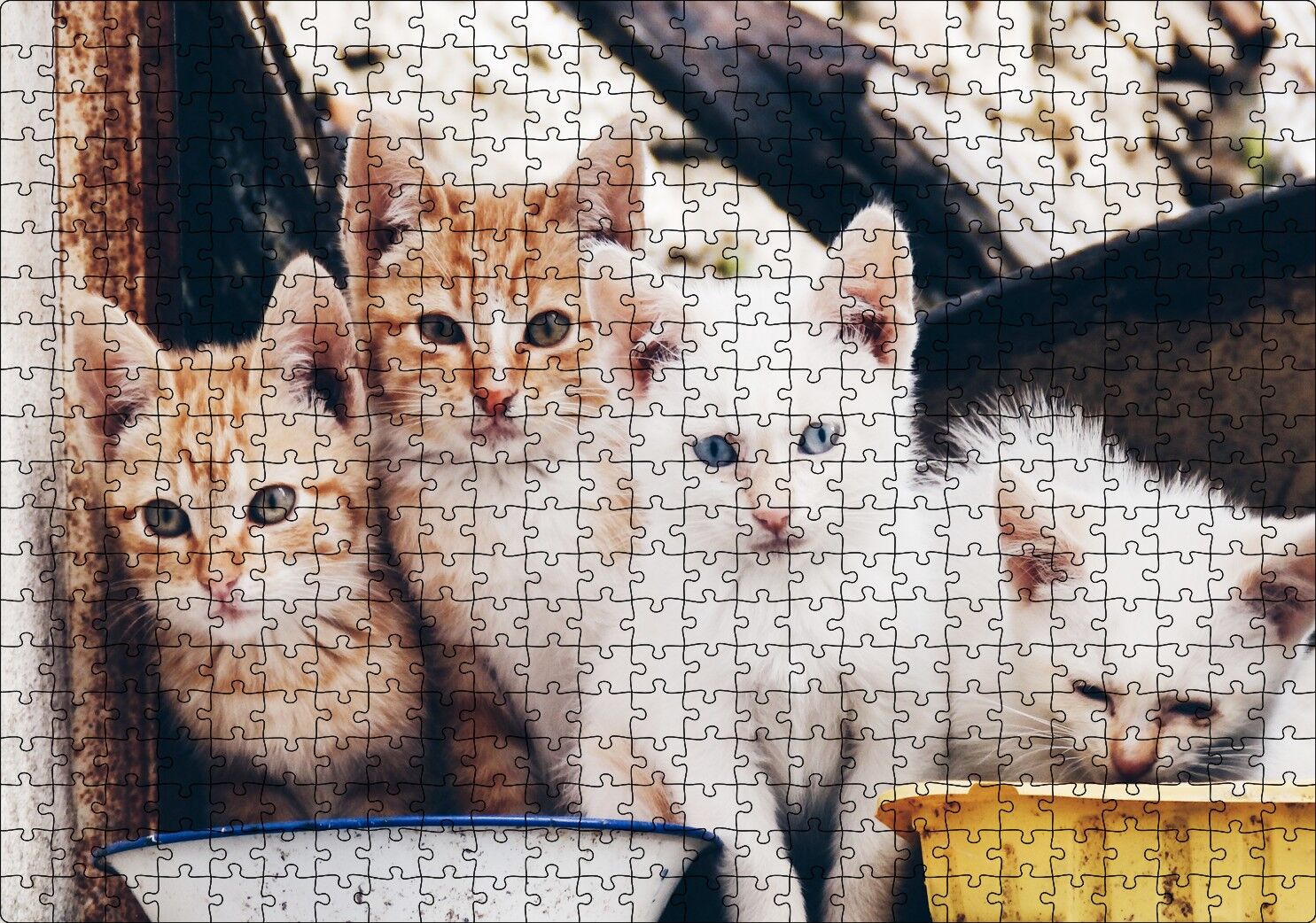 Eski Pencerede Sarı ve Beyaz Yavru Kediler Puzzle Yapboz MDF Ahşap 500 Parça 49 cm X 68 cm
