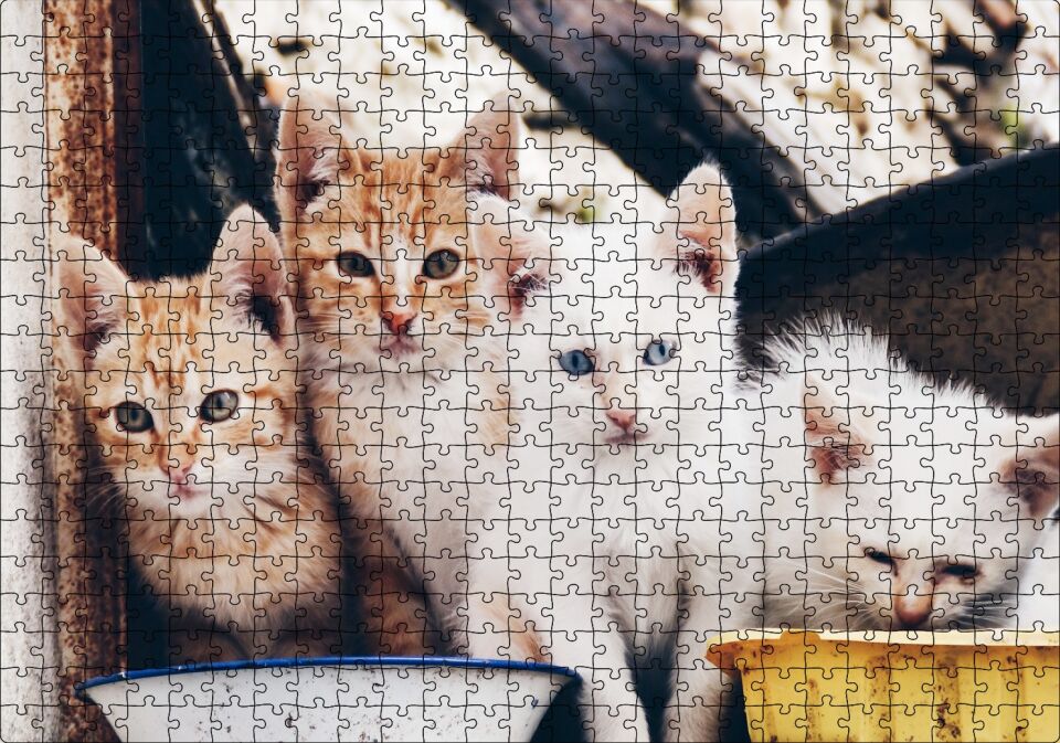 Eski Pencerede Sarı ve Beyaz Yavru Kediler Puzzle Yapboz MDF Ahşap 500 Parça 49 cm X 68 cm