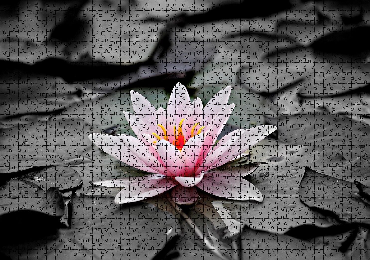 Siyah Beyaz Lotus Yaprakları ve Pembe Nilüfer Çiçeği Puzzle Yapboz MDF Ahşap 1000 Parça 49 cm X 68 cm