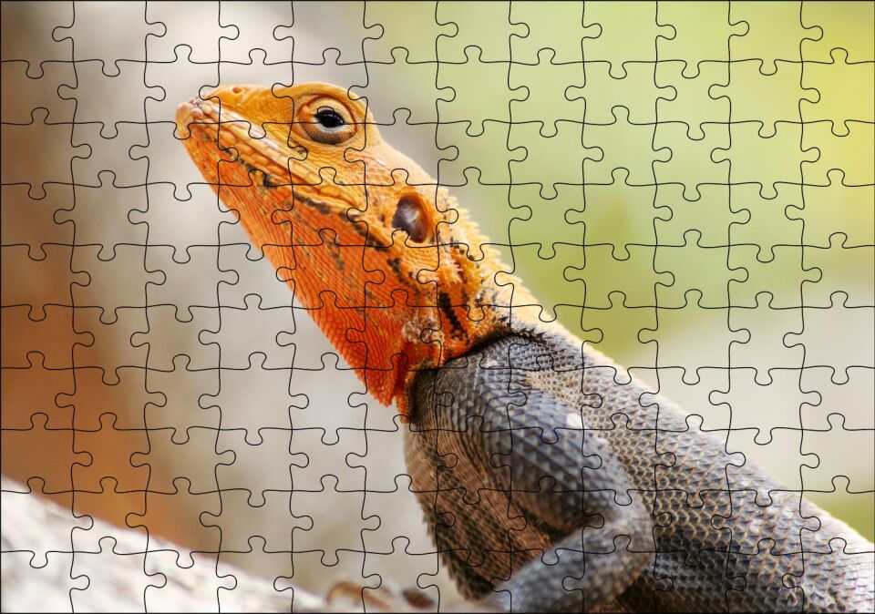 Turuncu Başlı Kertenkele Yakın Çekim Puzzle Yapboz MDF Ahşap 120 Parça 24 cm X 34 cm