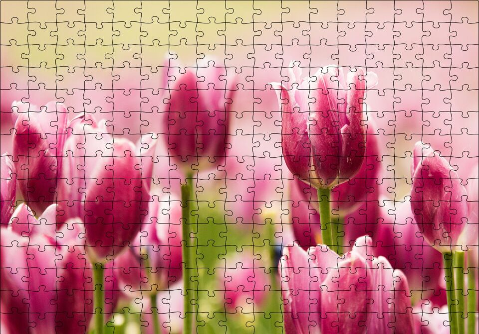 Pembe Laleler Puzzle Yapboz MDF Ahşap 255 Parça 34 cm X 49 cm