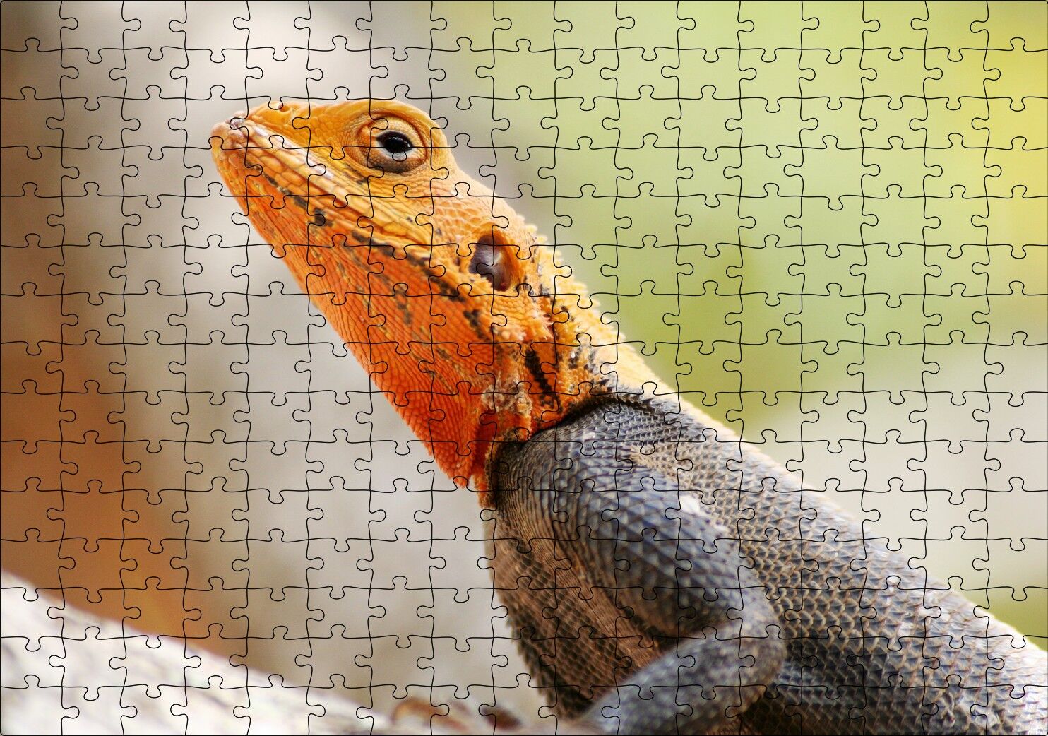 Turuncu Başlı Kertenkele Yakın Çekim Puzzle Yapboz MDF Ahşap 255 Parça 34 cm X 49 cm