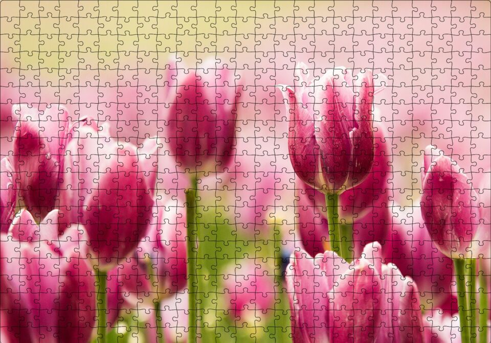 Pembe Laleler Puzzle Yapboz MDF Ahşap 500 Parça 49 cm X 68 cm