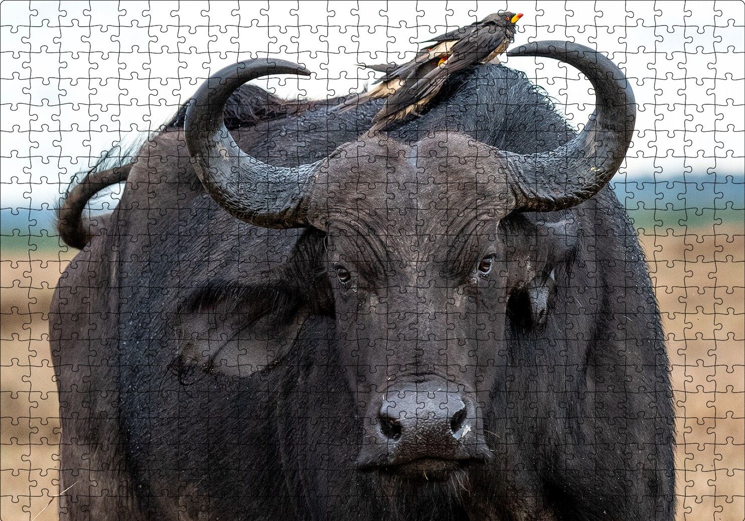 Buffalo ve Sırtındaki Kuş Arkadaşları Puzzle Yapboz MDF Ahşap 500 Parça 49 cm X 68 cm