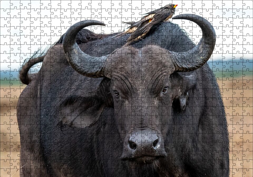 Buffalo ve Sırtındaki Kuş Arkadaşları Puzzle Yapboz MDF Ahşap 500 Parça 49 cm X 68 cm