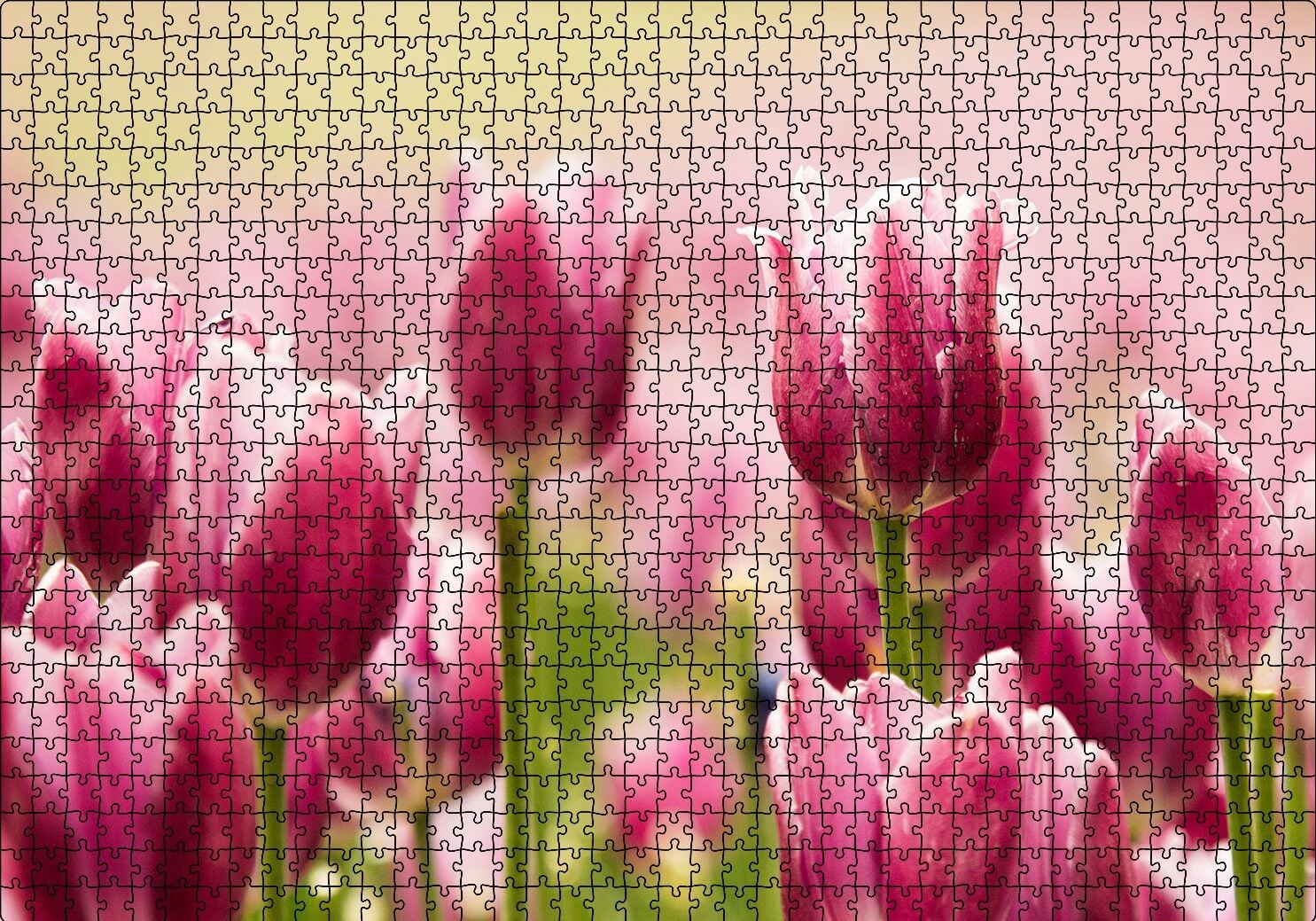Pembe Laleler Puzzle Yapboz MDF Ahşap 1000 Parça 49 cm X 68 cm