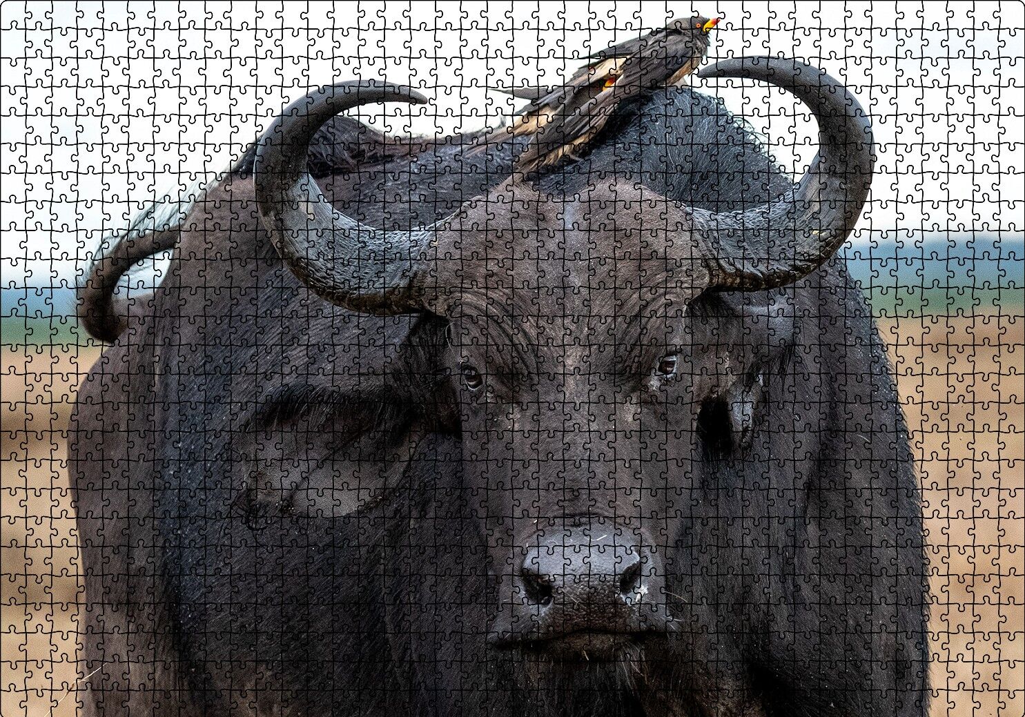 Buffalo ve Sırtındaki Kuş Arkadaşları Puzzle Yapboz MDF Ahşap 1000 Parça 49 cm X 68 cm