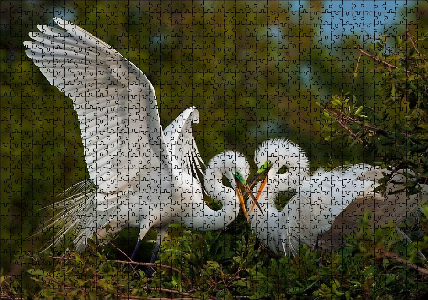 Birbirine Kur Yapan Ak Balıkçıl Kuşları Puzzle Yapboz MDF Ahşap 1000 Parça 49 cm X 68 cm