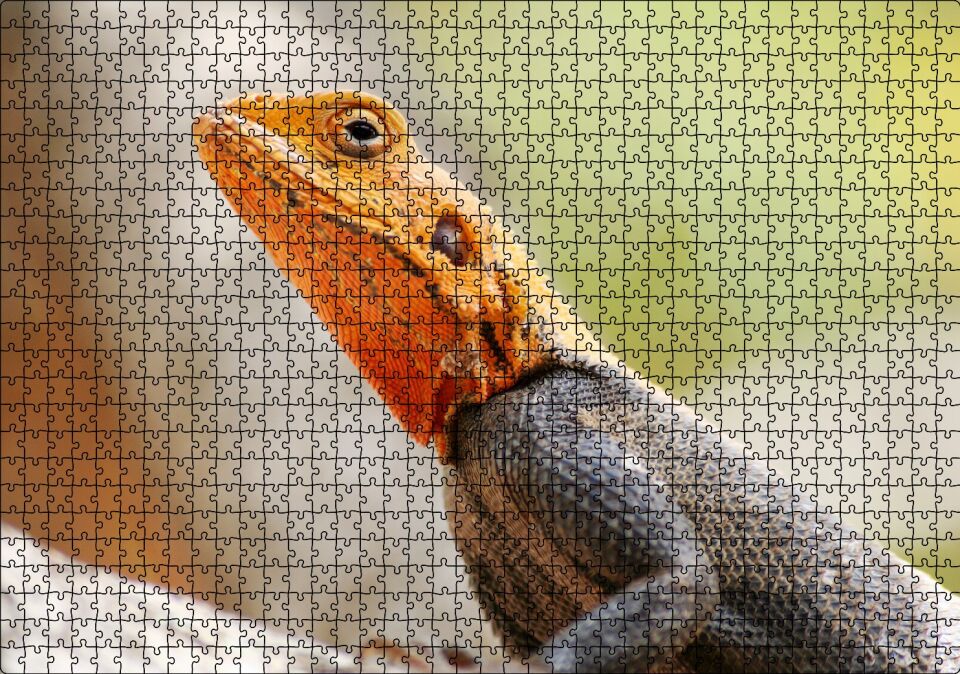 Turuncu Başlı Kertenkele Yakın Çekim Puzzle Yapboz MDF Ahşap 1000 Parça 49 cm X 68 cm