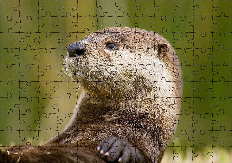 Su Samuru Yakın Plan Puzzle Yapboz MDF Ahşap 120 Parça 24 cm X 34 cm