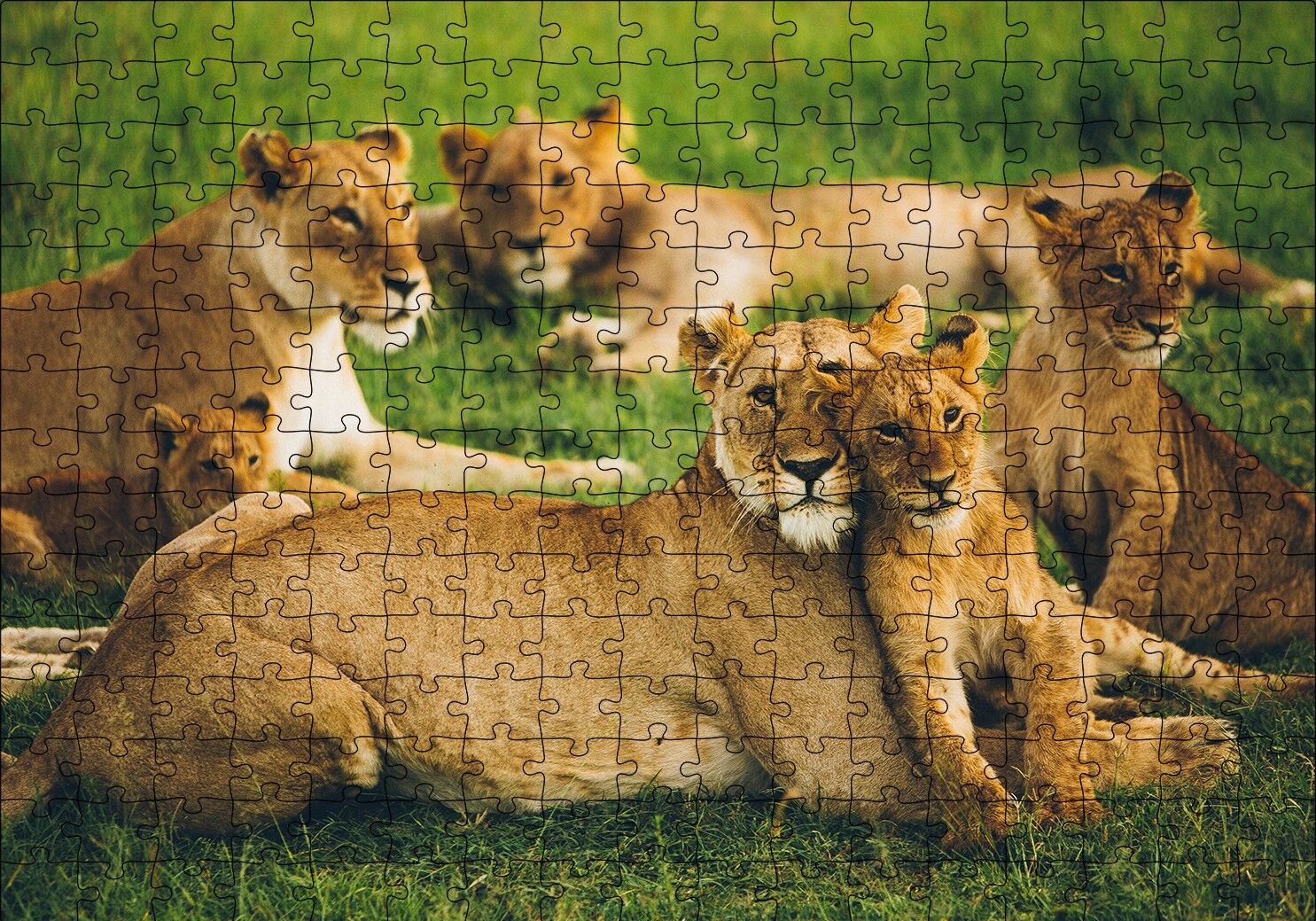 Çayırda Dişi Aslanlar ve Yavruları Puzzle Yapboz MDF Ahşap 255 Parça 34 cm X 49 cm